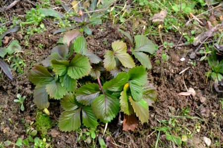 leaves of strawberry