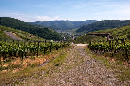 Dernau rech grapevine
