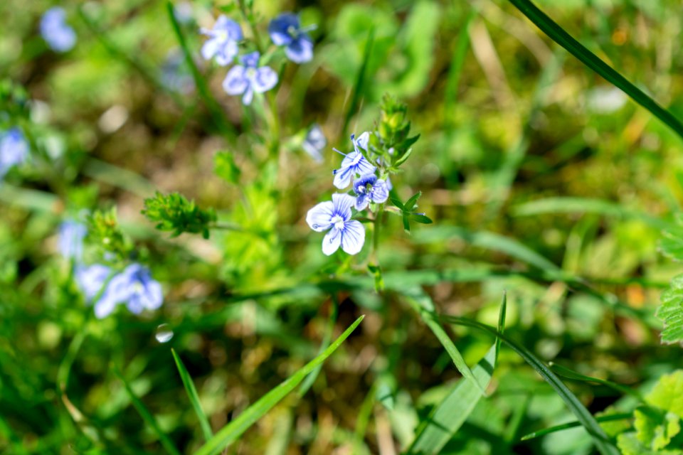 Flowers of spring
