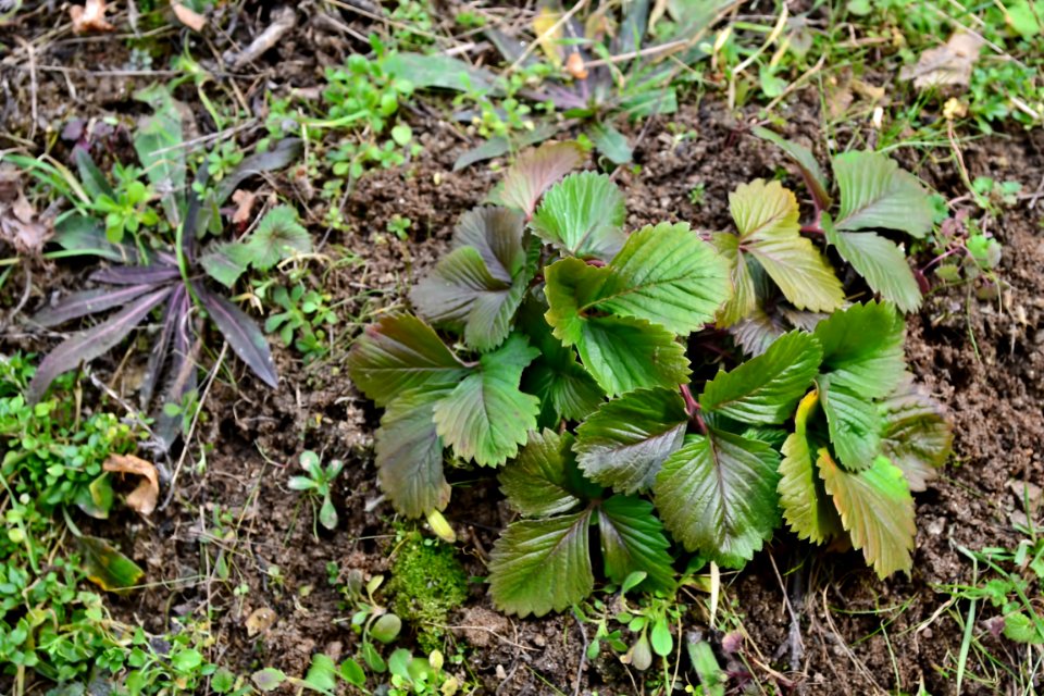 leaves of strawberry