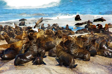 Sea lions the cap wild