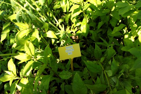baptisia australis mien