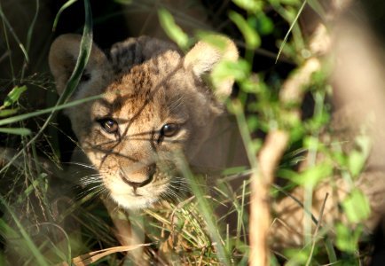Lion cub at Thanda