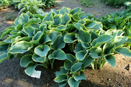 hosta sagae