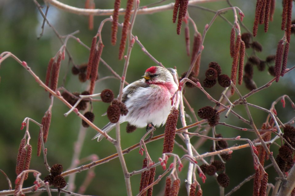 ( Carduelis flammea)