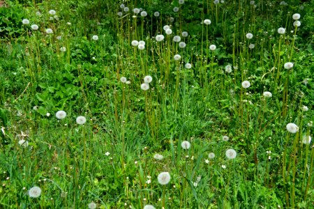 Dandelion puff