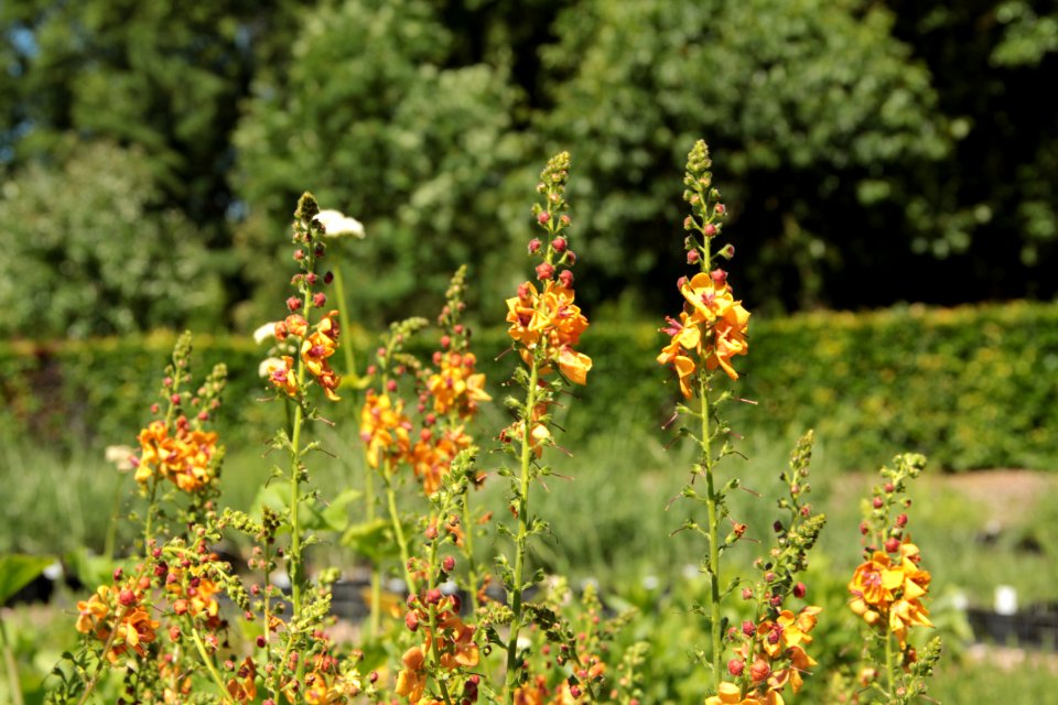 verbascum clementine