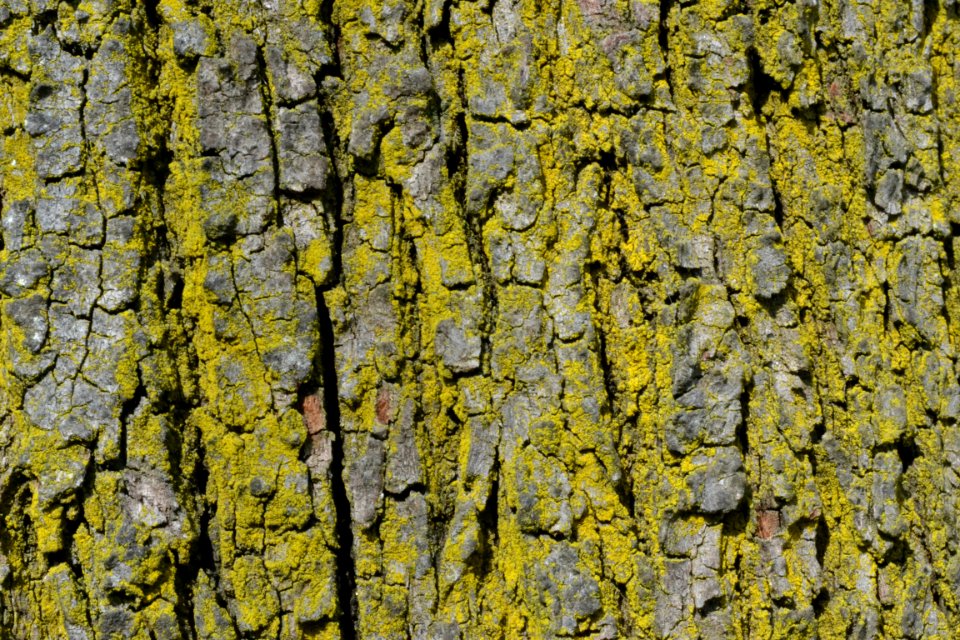 tree bark