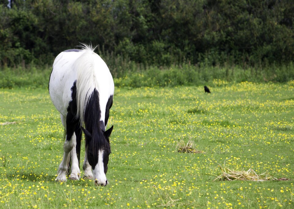 White pinto grazing