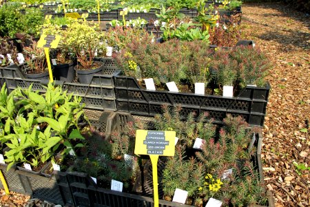 Euphorbia