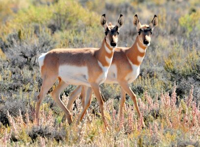 Antilocapra americana wildlife nature