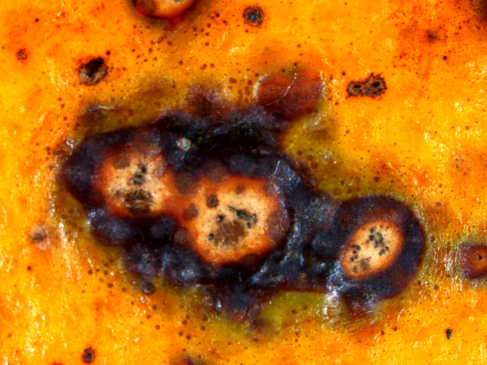 20191206-APHIS-CHRP-0031
