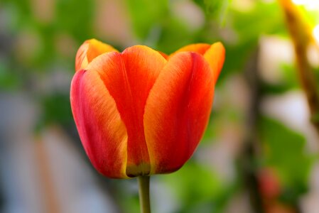 Tulip red orange spring flower photo