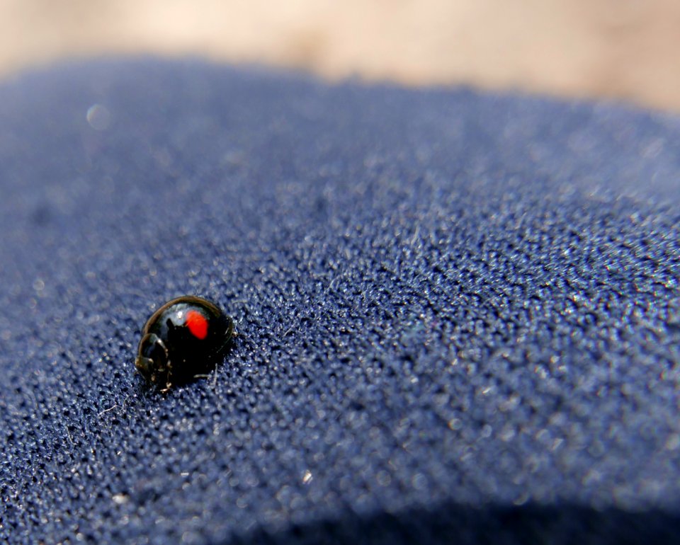 La coccinella