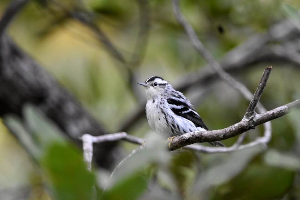 black-and-white warbler