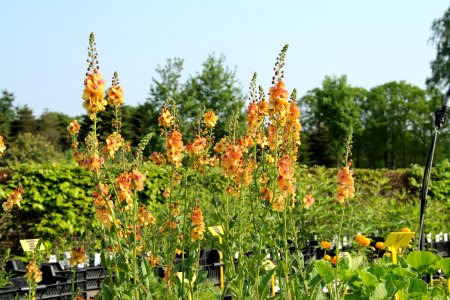 verbascum cotswolt Queen