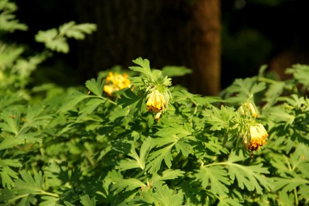 corydalis nobilis thomas