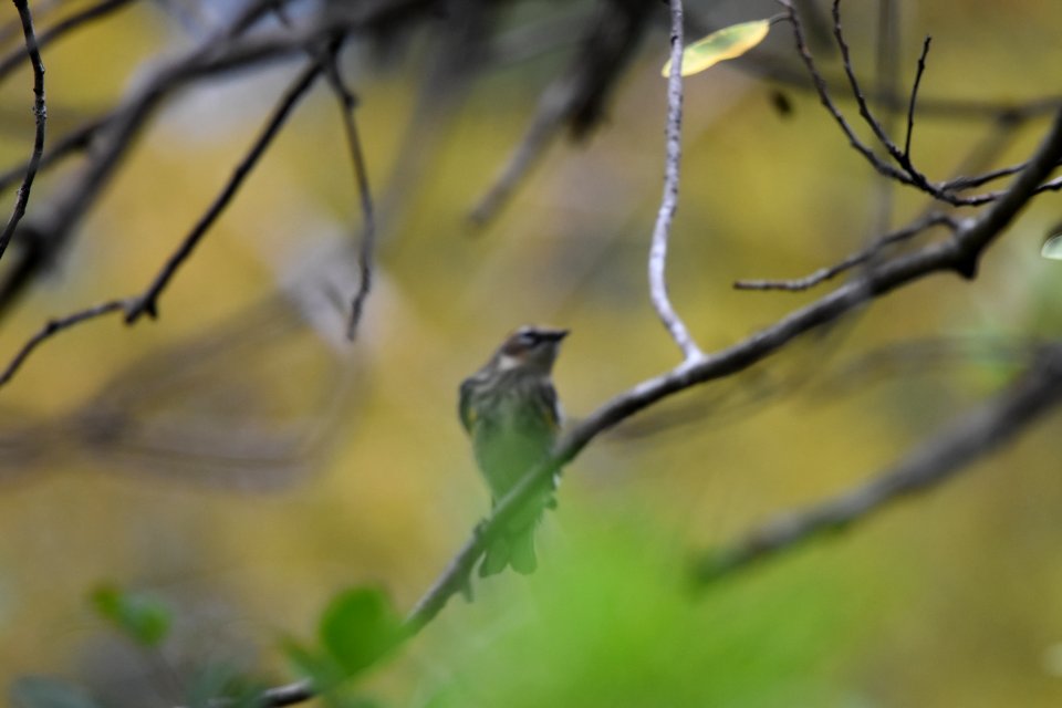 yellow-rumped warbler (myrtle warbler)