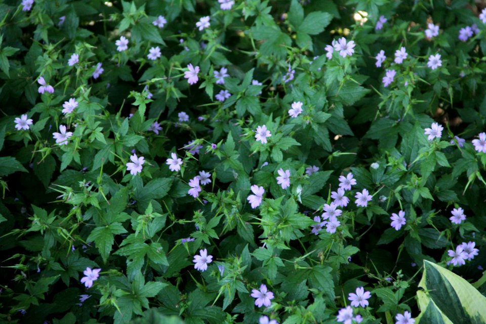 geranium nodosum