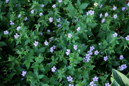 geranium nodosum