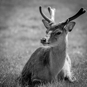 Animals nature portrait of animals