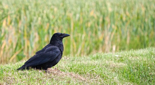 Black animal nature