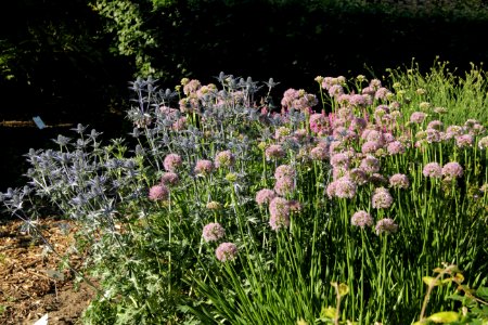 allium