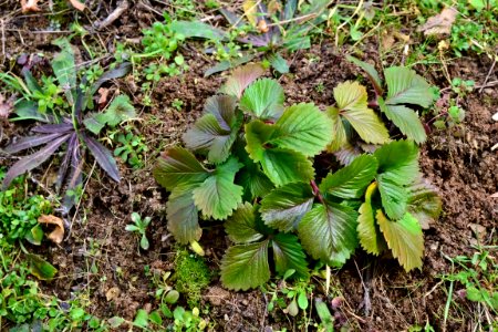 leaves of strawberry