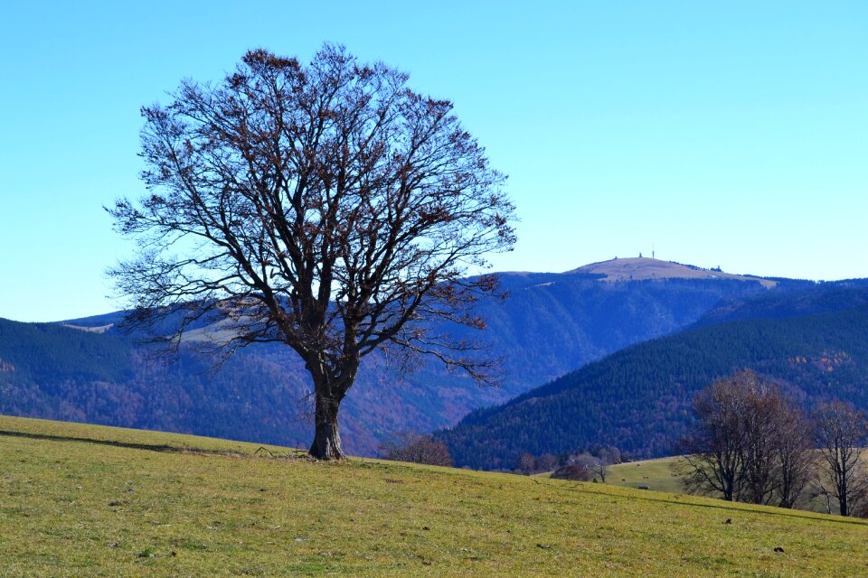 Tree feldberg autumn