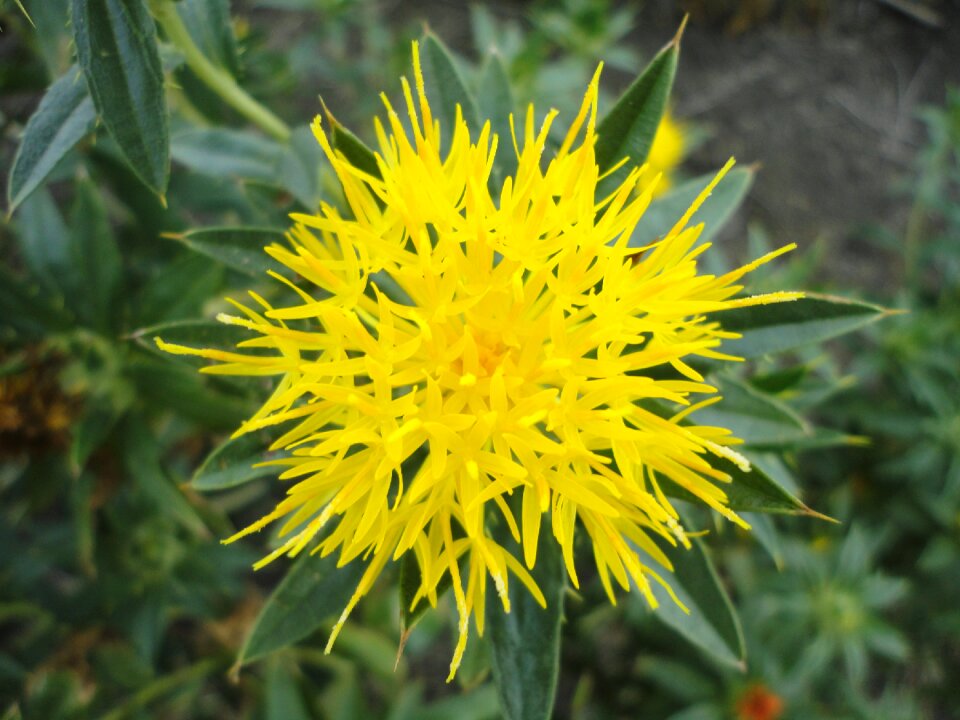 Yellow plant carthamus tinctorius