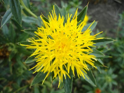 Yellow plant carthamus tinctorius