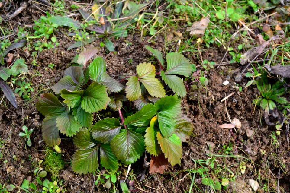 leaves of strawberry