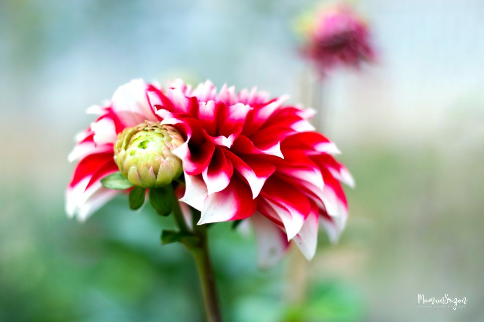 Dahlia