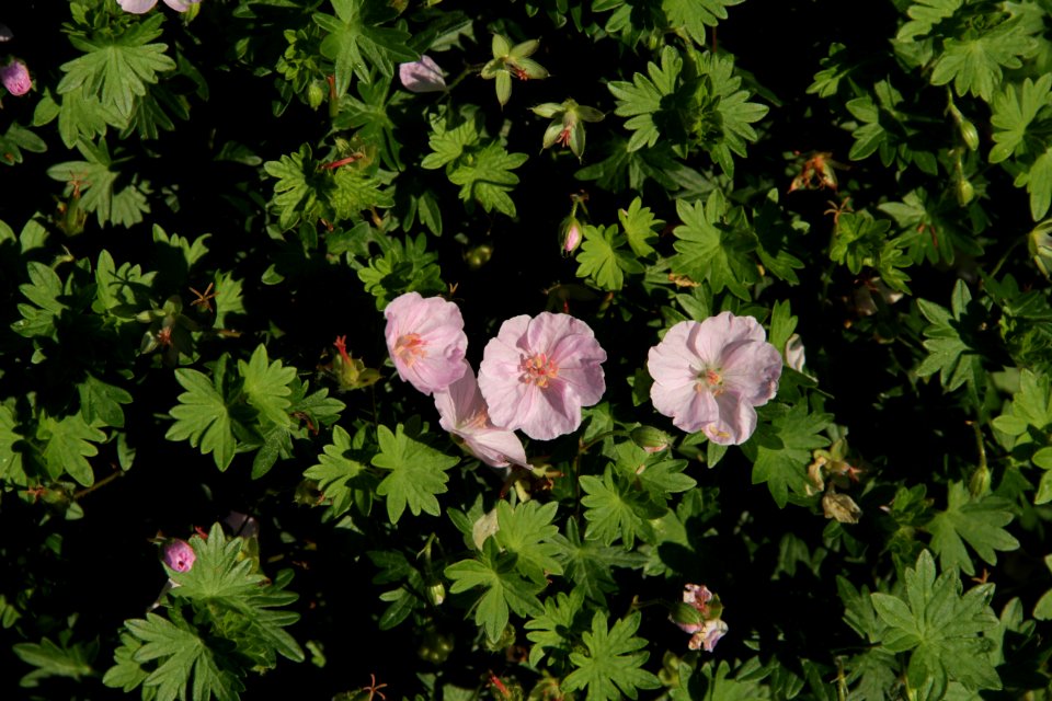 Geranium sanguineum Apfelblüte