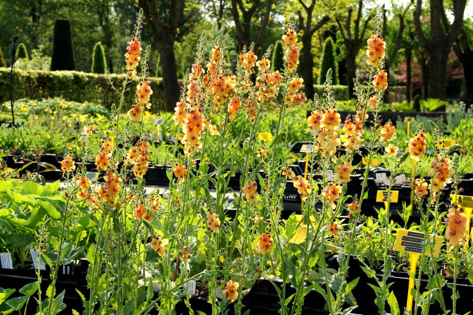 verbascum cotswolt Queen