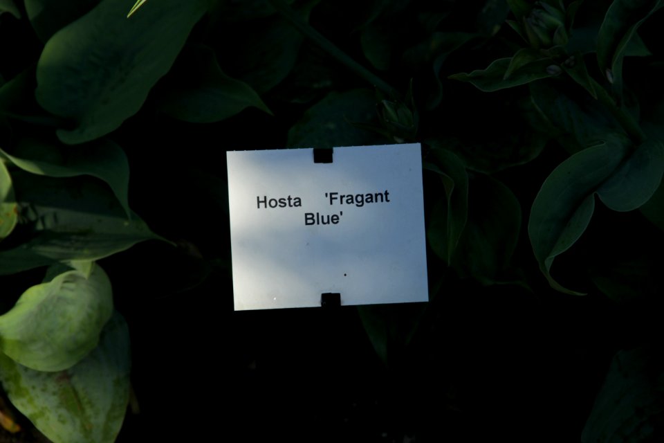 Hosta 'Fragrant Blue'