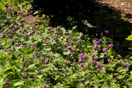 geranium himalayense plenum