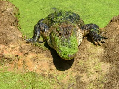 Water wildlife predator