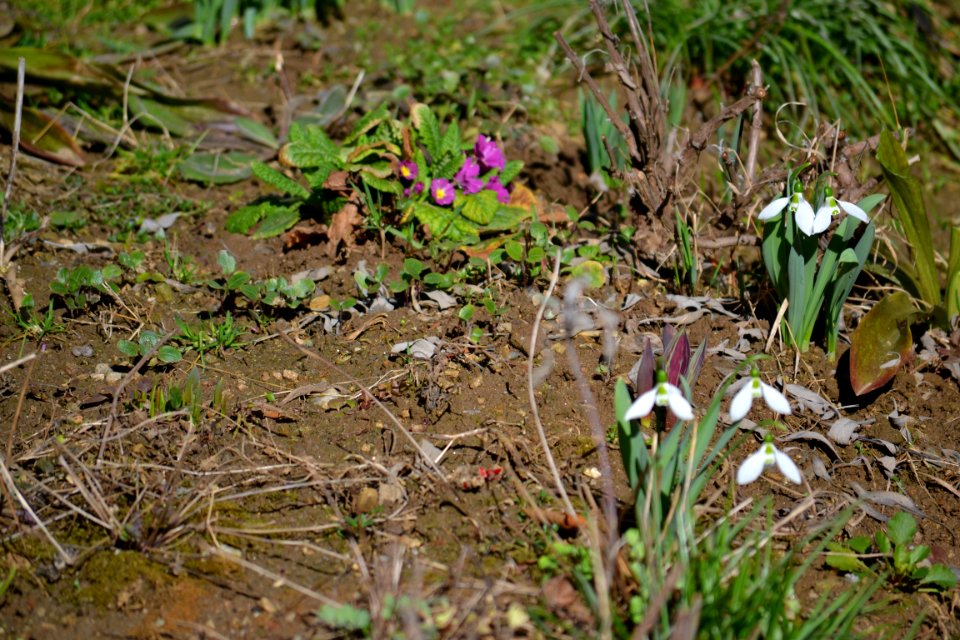 snowdrop