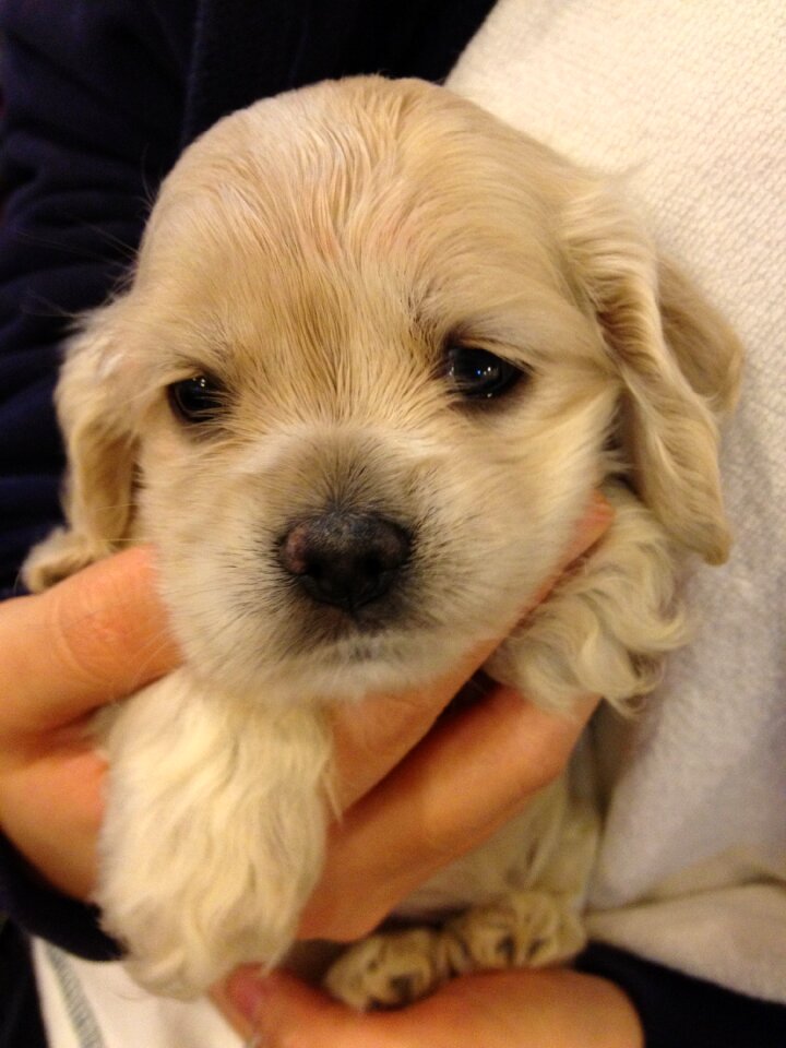 Puppy the golden retriever baby