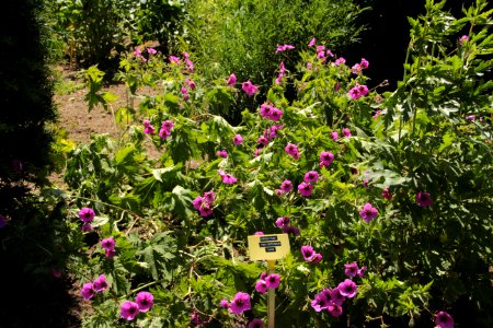 geranium psilostemon ivan