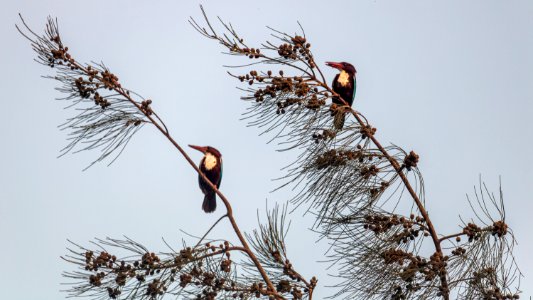White-throated Kingfisher couple photo