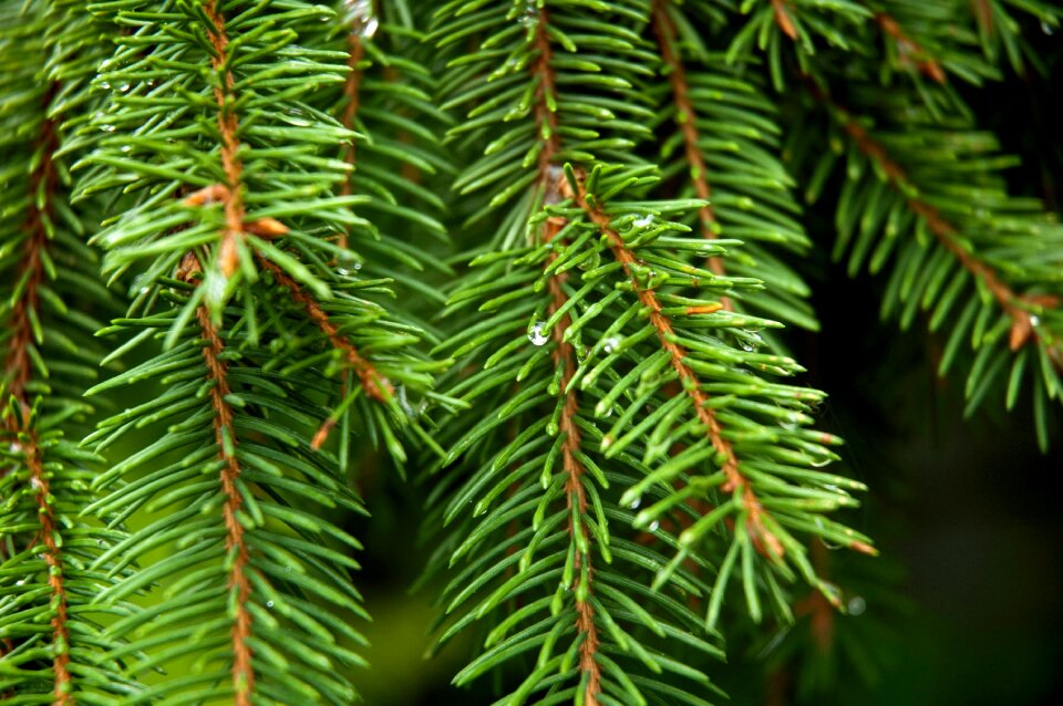 Park outdoors pine cone