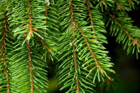 Park outdoors pine cone