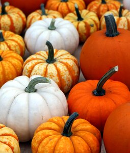 Autumn orange fall