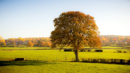 Meadow landscape sunny