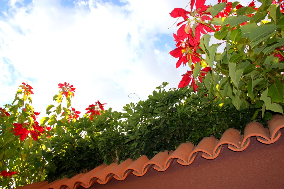 Flor de Pascua