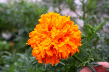 Una flor