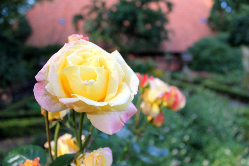 Vögel und Blumen