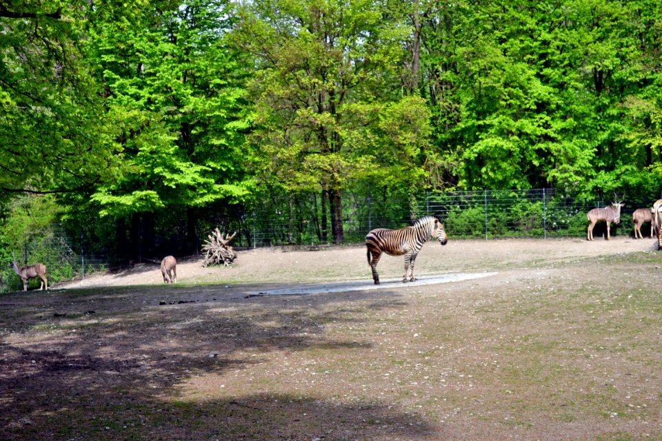 tierpark